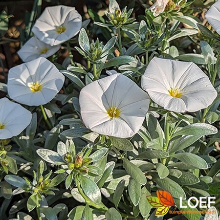 Convolvulus cneorum C2 - afbeelding 2