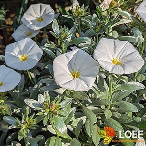 Convolvulus cneorum C2 - afbeelding 2