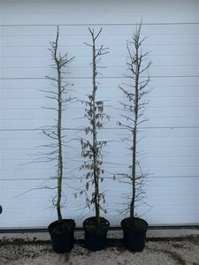 Carpinus betulus 10-12 C.  - afbeelding 8