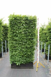 Carpinus betulus 10-12 C.  - afbeelding 6