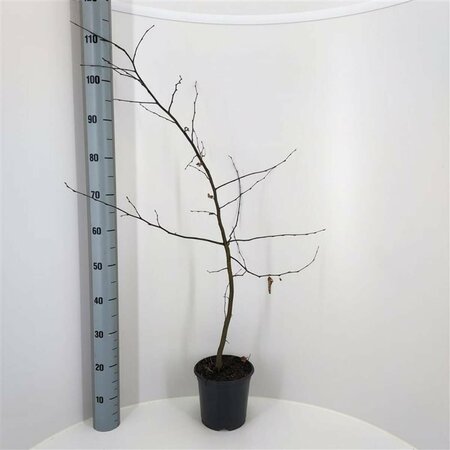 Carpinus betulus 10-12 C.  - afbeelding 10