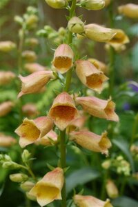 Digitalis 'Goldcrest' P9