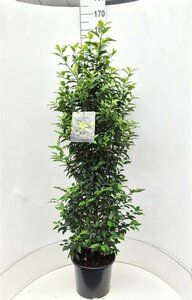 Prunus lusitanica 'Angustifolia' ST. 200 14-16 C.   - afbeelding 10