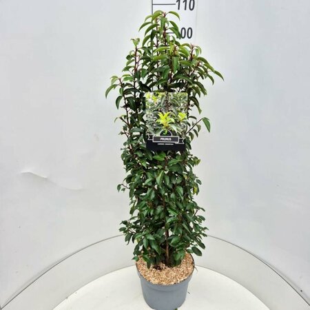 Prunus lusitanica 'Angustifolia' ST. 200 14-16 C.   - afbeelding 4