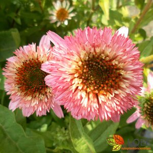 Echinacea purpurea 'Butterfly kisses' C2 - afbeelding 1