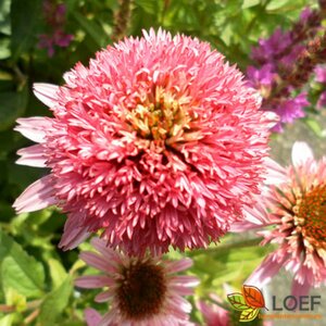 Echinacea purpurea 'Butterfly kisses' C2 - afbeelding 2