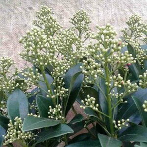 Skimmia japonica 'Finchy' 30/40 C. - afbeelding 1