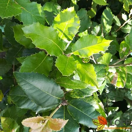 Quercus ilex 8-10 C. 