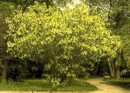 Staphylea colchica 175/200 C. - afbeelding 2