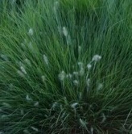 Pennisetum al. 'Little Honey' P9