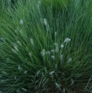 Pennisetum al. 'Little Honey' P9