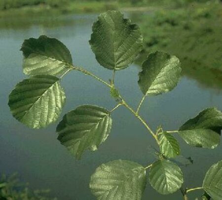 Alnus glutinosa 12-14 W. - afbeelding 1