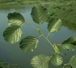 Alnus glutinosa 12-14 W. - afbeelding 1