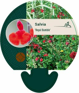 Salvia 'Royal Bumble' C2 - afbeelding 1