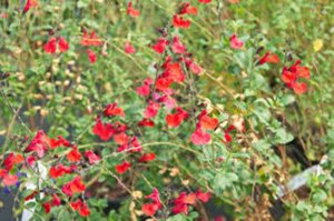 Salvia 'Royal Bumble' C2 - afbeelding 2