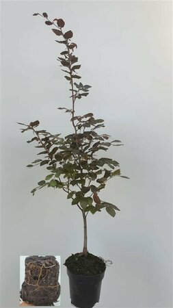 Fagus sylvatica 'Atropunicea' ST. 180 10-12 DR. Lei - afbeelding 1