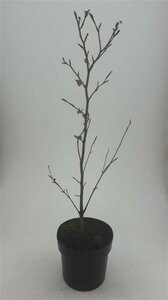 Fagus sylvatica 'Atropunicea' ST. 180 10-12 DR. Lei - afbeelding 7