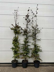 Fagus sylvatica 'Atropunicea' ST. 180 10-12 DR. Lei - afbeelding 8