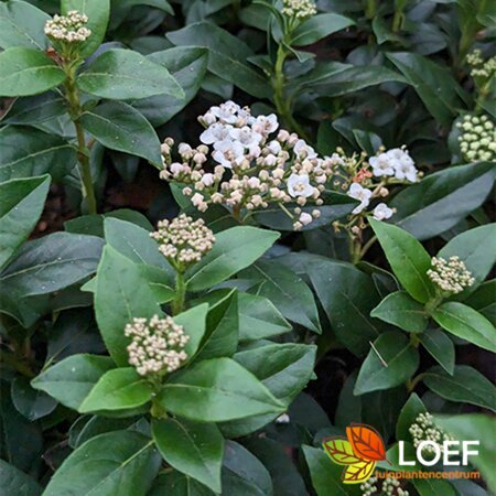 Viburnum tinus 'Eve Price' 80/100 C. - afbeelding 1