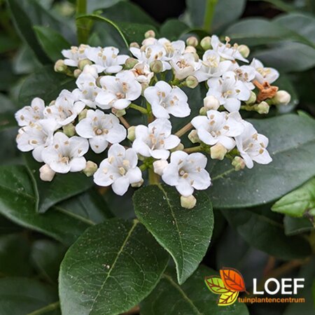 Viburnum tinus 'Eve Price' 80/100 C. - afbeelding 2