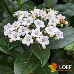 Viburnum tinus 'Eve Price' 80/100 C. - afbeelding 2