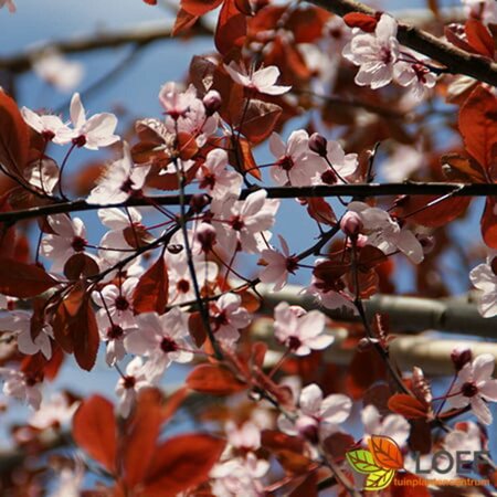 Prunus cerasifera 'Nigra' 10-12 C.  - afbeelding 1