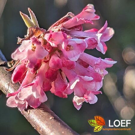 Viburnum bodnantense 'Dawn' 150/175 KL. - afbeelding 1