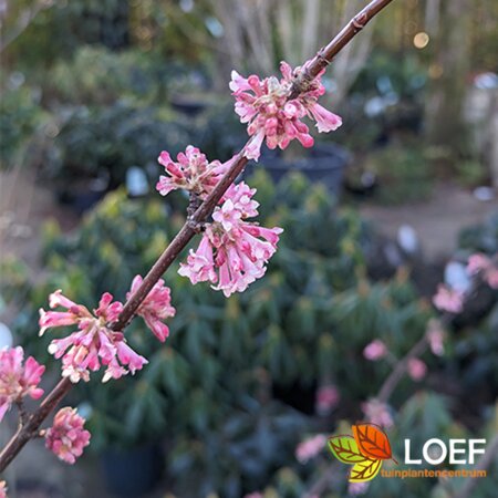 Viburnum bodnantense 'Dawn' 150/175 KL. - afbeelding 2