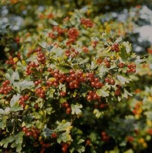 Crataegus monogyna 125/150 W. - afbeelding 2