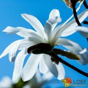 Magnolia stellata ST. 80 C.  - afbeelding 1