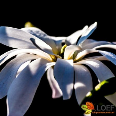 Magnolia stellata ST. 80 C.  - afbeelding 2