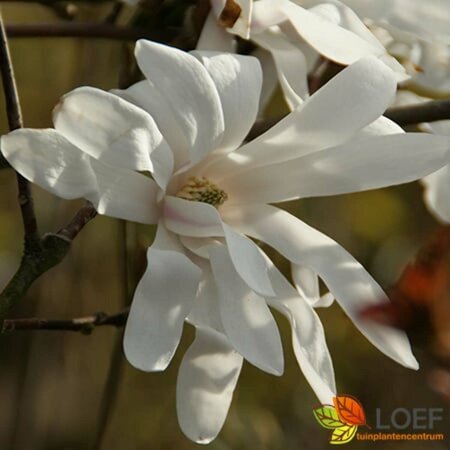 Magnolia stellata ST. 80 C.  - afbeelding 3