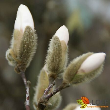 Magnolia stellata ST. 80 C.  - afbeelding 4