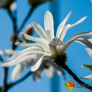 Magnolia stellata ST. 80 C.  - afbeelding 5