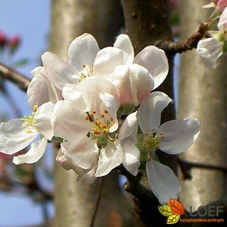 Malus 'Evereste' 8-10 C.  - afbeelding 1