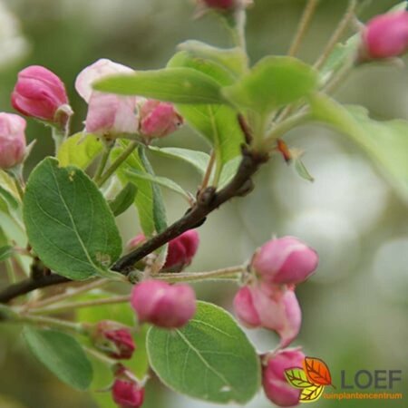 Malus 'Red Sentinel' 8-10 C.  - afbeelding 2