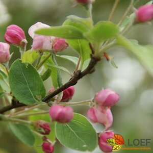 Malus 'Red Sentinel' 8-10 C.  - afbeelding 2