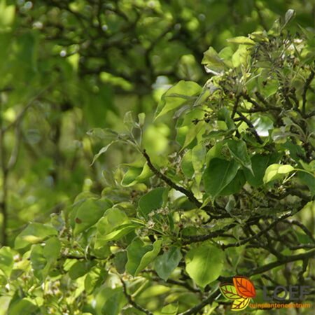 Pyrus calleryana 'Chanticleer' ST. 150 10-12 W. Lei 