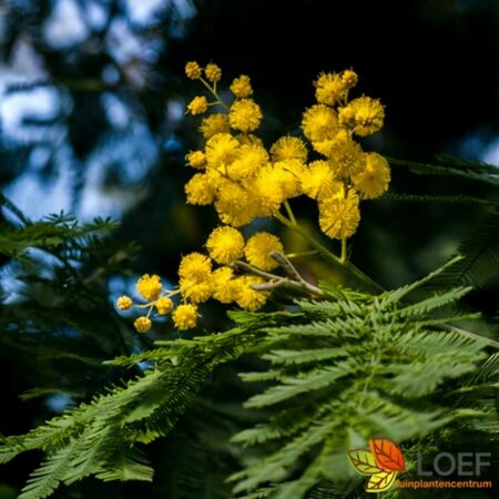 Acacia dealbata 150/175 C. - afbeelding 1