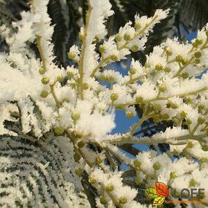 Acacia dealbata 150/175 C. - afbeelding 2