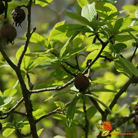 Mespilus germanica 125/150 C. - afbeelding 1