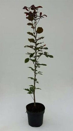 Fagus sylvatica 'Atropunicea' ST. 200 12-14 DR. Lei - afbeelding 4