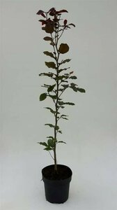 Fagus sylvatica 'Atropunicea' ST. 200 12-14 DR. Lei - afbeelding 4