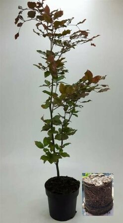 Fagus sylvatica 'Atropunicea' ST. 200 12-14 DR. Lei - afbeelding 2