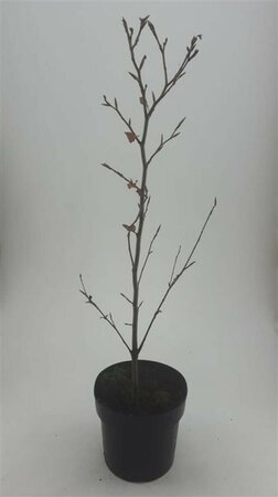 Fagus sylvatica 'Atropunicea' ST. 200 12-14 DR. Lei - afbeelding 7