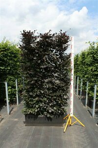 Fagus sylvatica 'Atropunicea' ST. 200 12-14 DR. Lei - afbeelding 9