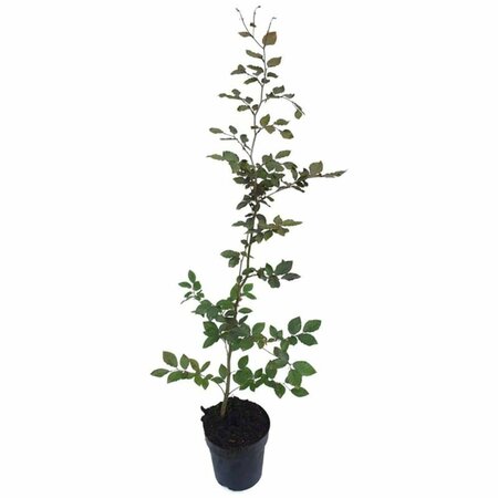 Fagus sylvatica 'Atropunicea' ST. 200 12-14 DR. Lei - afbeelding 3