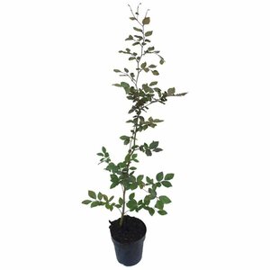 Fagus sylvatica 'Atropunicea' ST. 200 12-14 DR. Lei - afbeelding 3