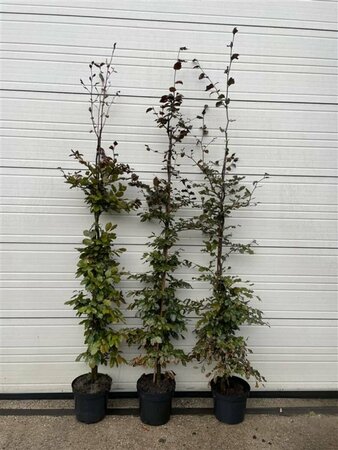 Fagus sylvatica 'Atropunicea' ST. 200 12-14 DR. Lei - afbeelding 8