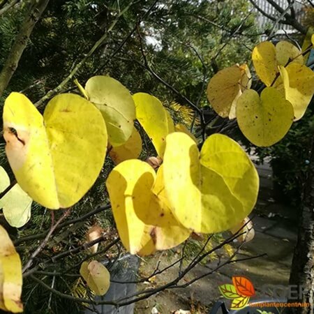 Cercis siliquastrum 10-12 C. 